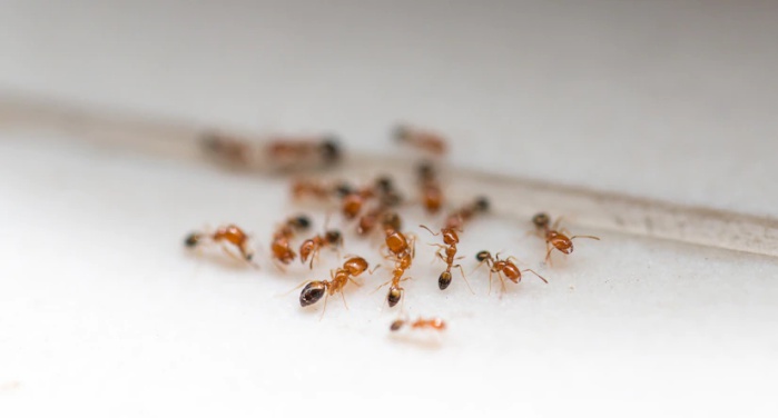 Dedetização de Formigas Preço